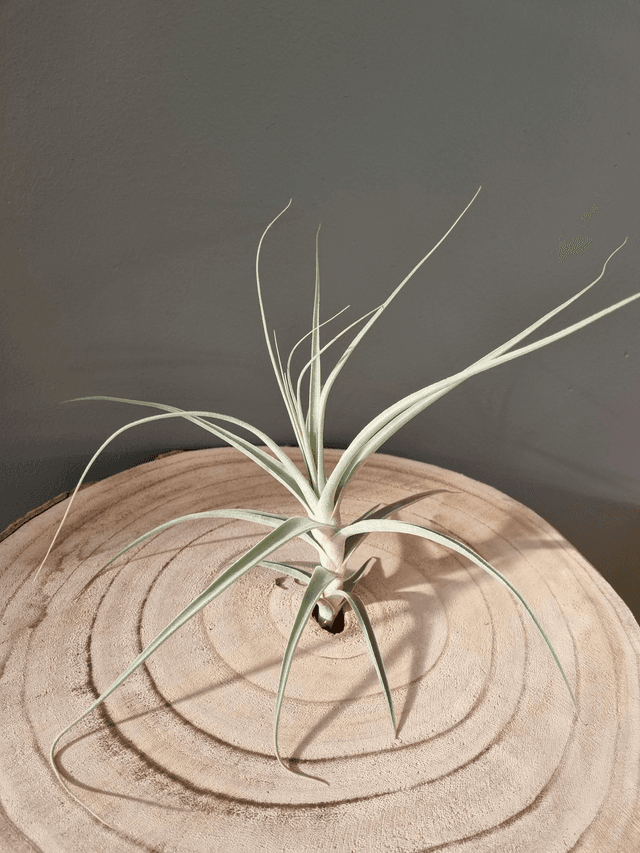 Tillandsia Capricorn (caerulea x straminea)