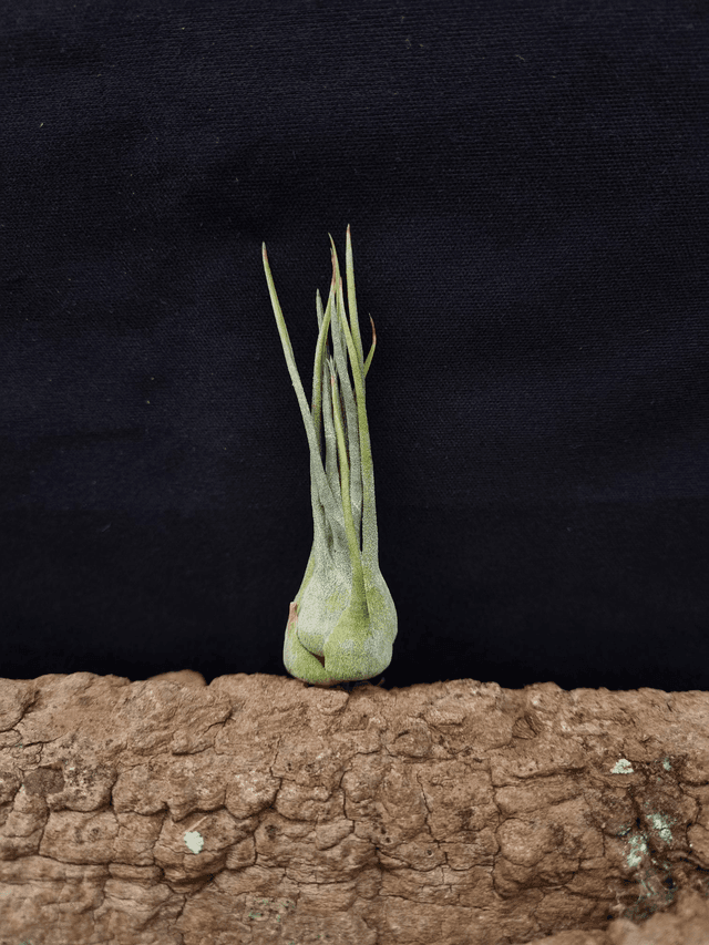 Tillandsia arizae-juliae
