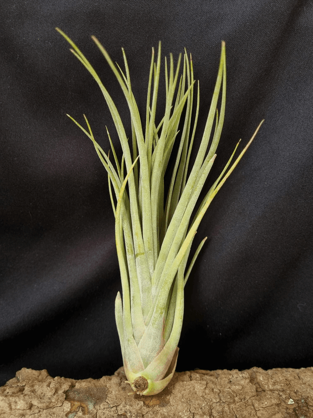 Tillandsia x nidus