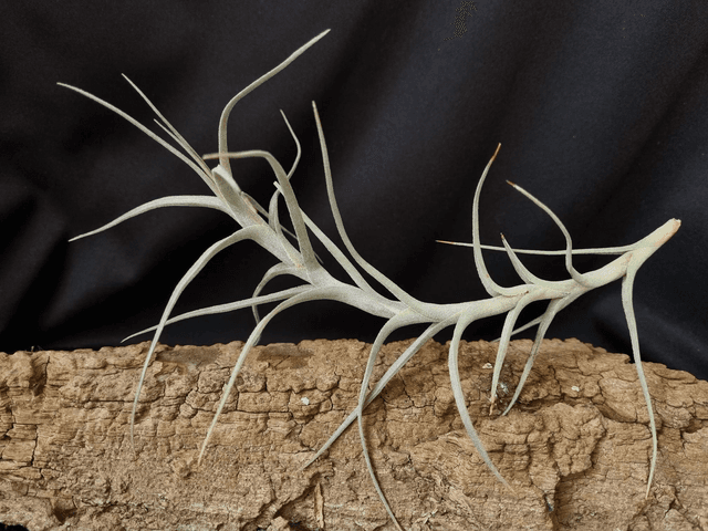 Tillandsia diaguitensis