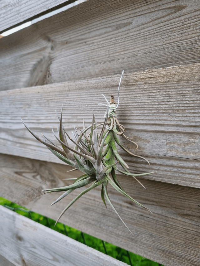 Tillandsia jonesii touffe