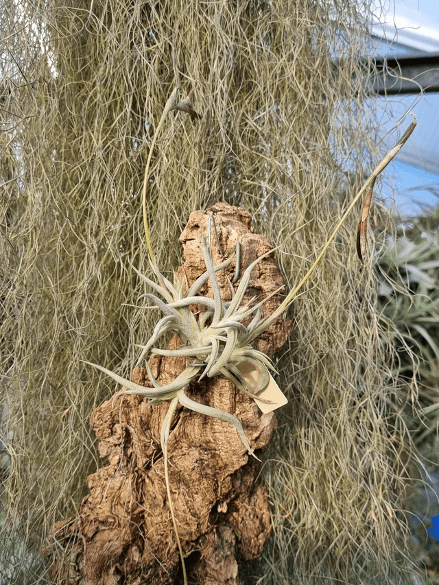 Tillandsia myosura