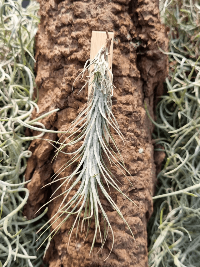 Tillandsia funckiana