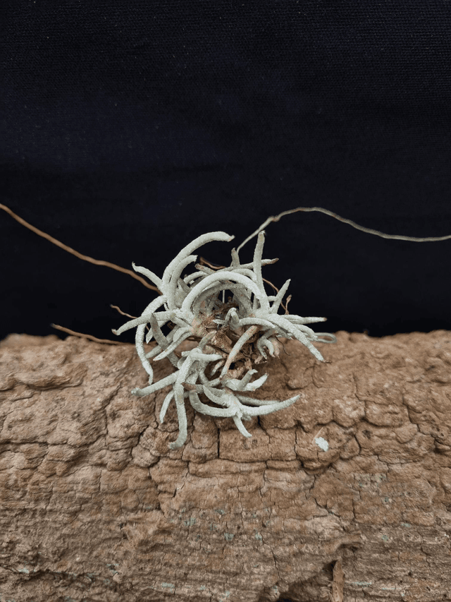 Tillandsia mollis