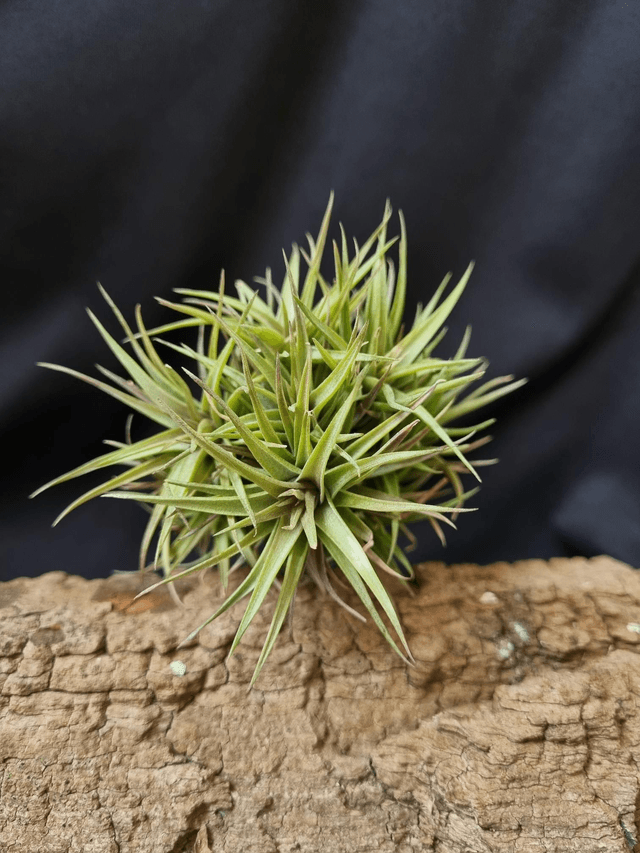 Tillandsia aeranthos nain bronze