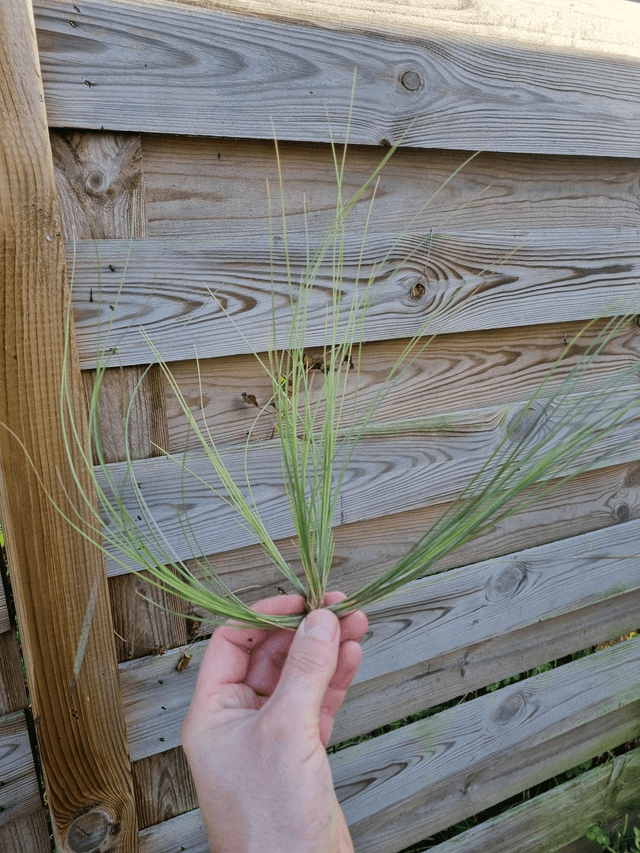 Tillandsia remota