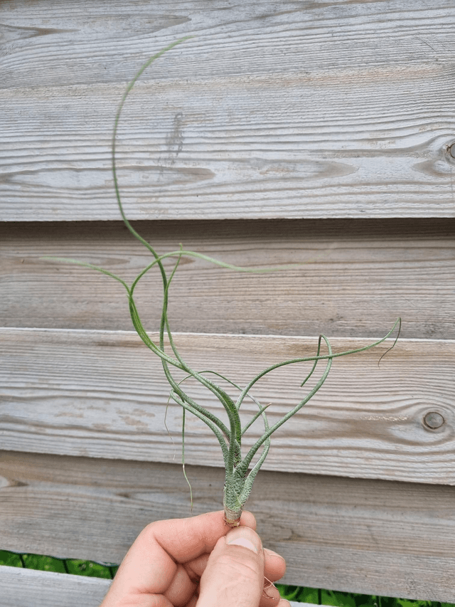 Tillandsia butzii 