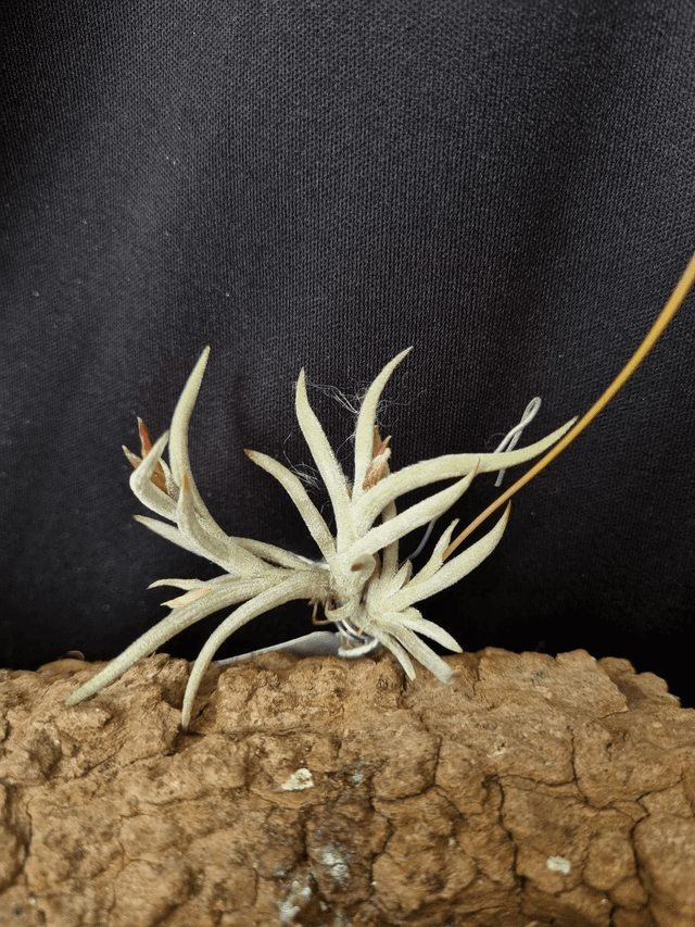 Tillandsia castellanii