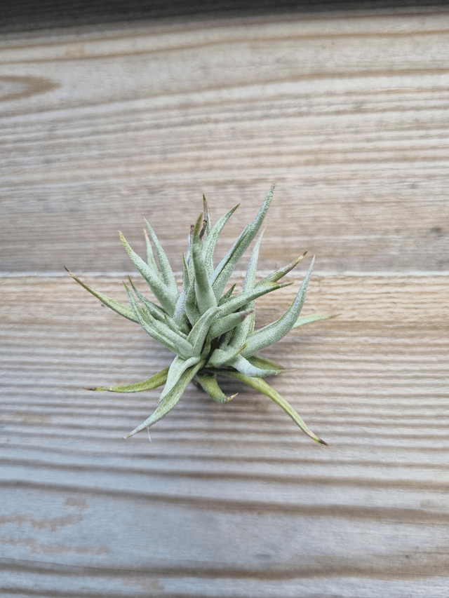 Tillandsia funebris