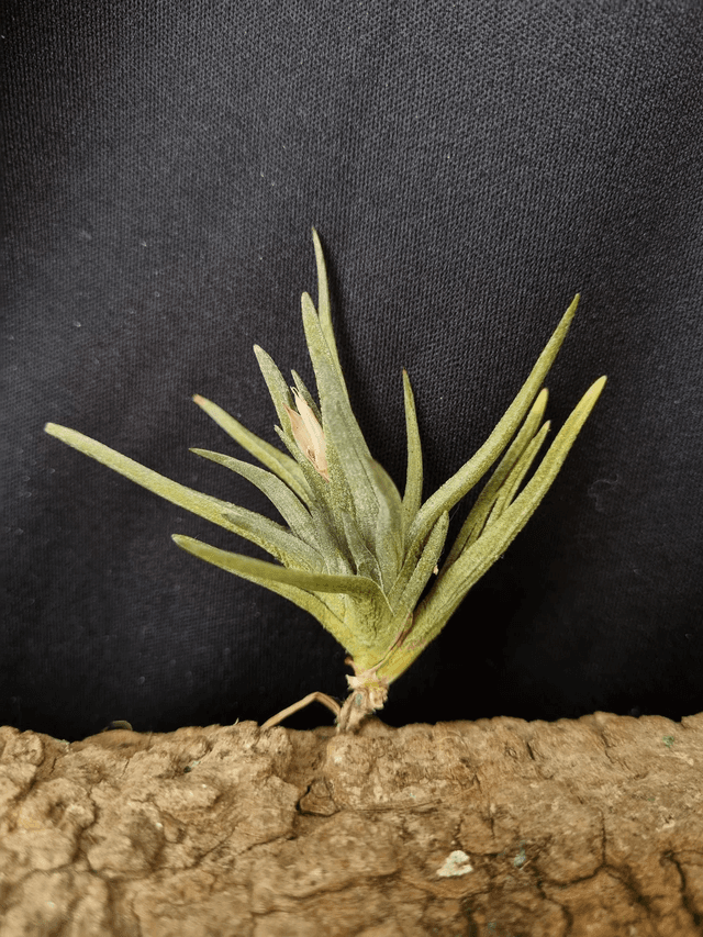 Tillandsia argentina