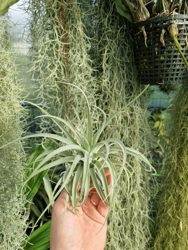 Tillandsia Singapore Sling (stricta x leomaniana)
