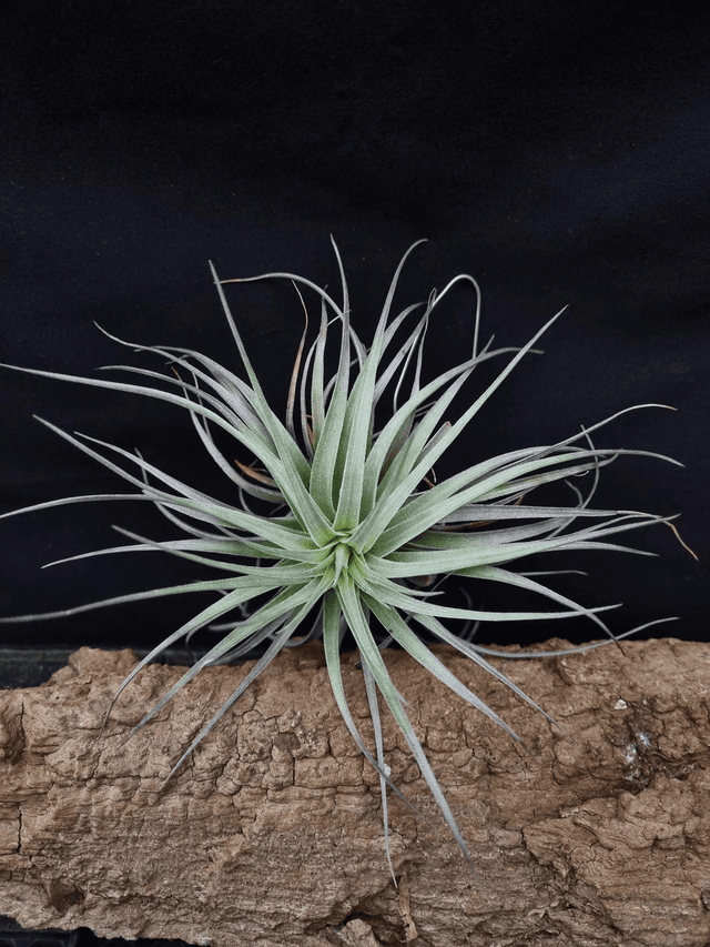 Tillandsia Houston Red Princess