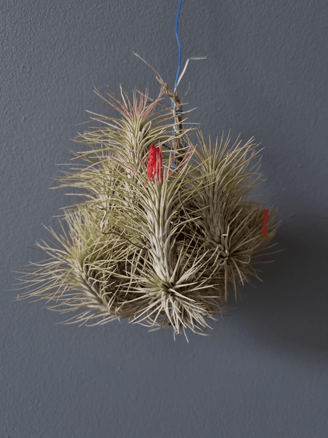 Tillandsia funckiana touffe