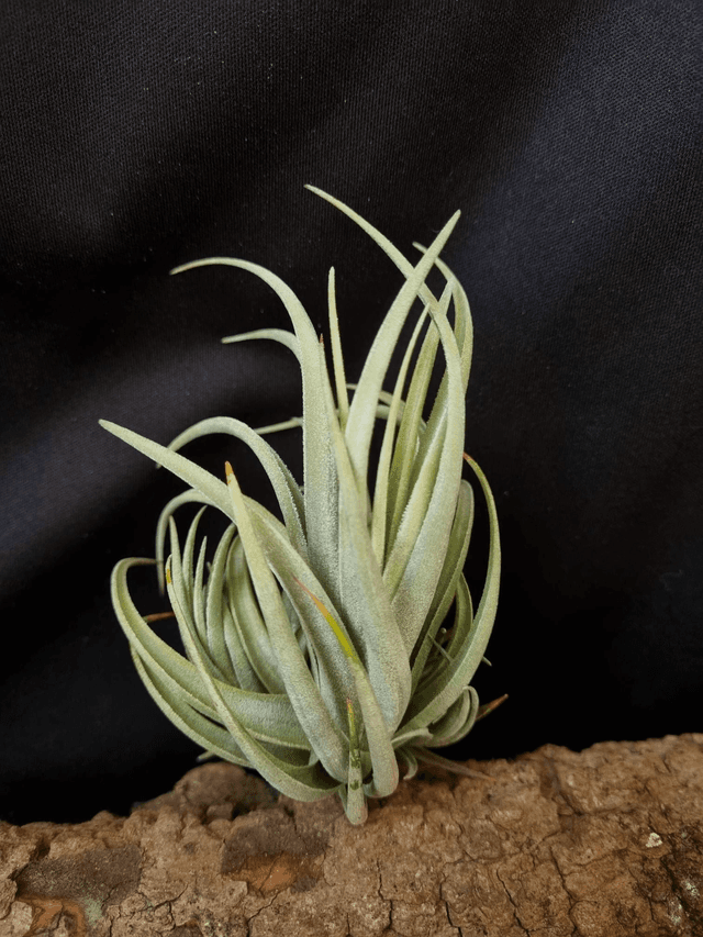 Tillandsia lorentziana