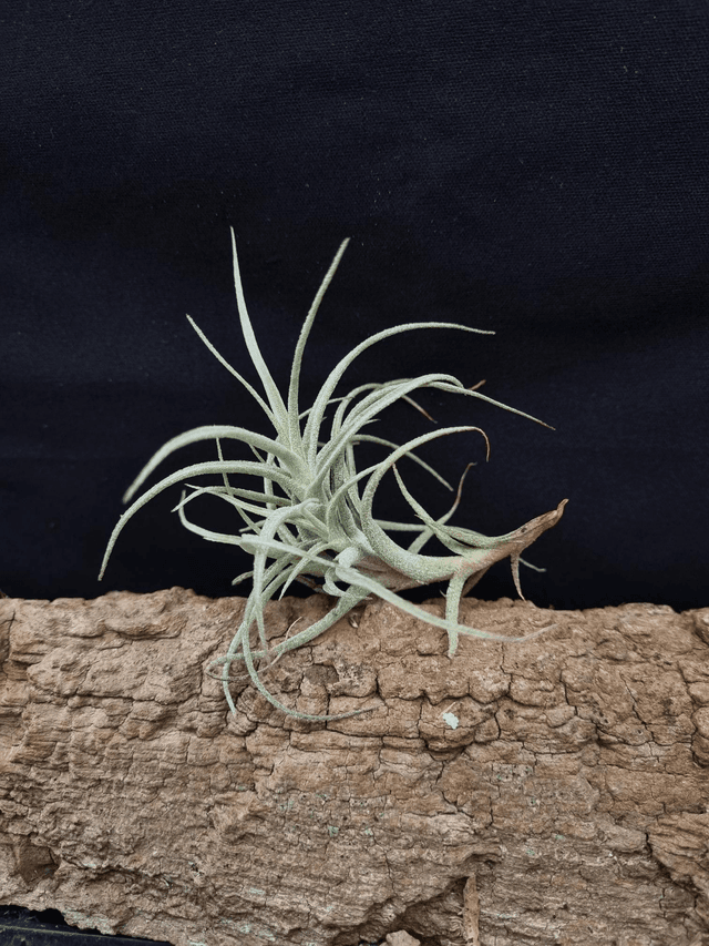 Tillandsia marconae